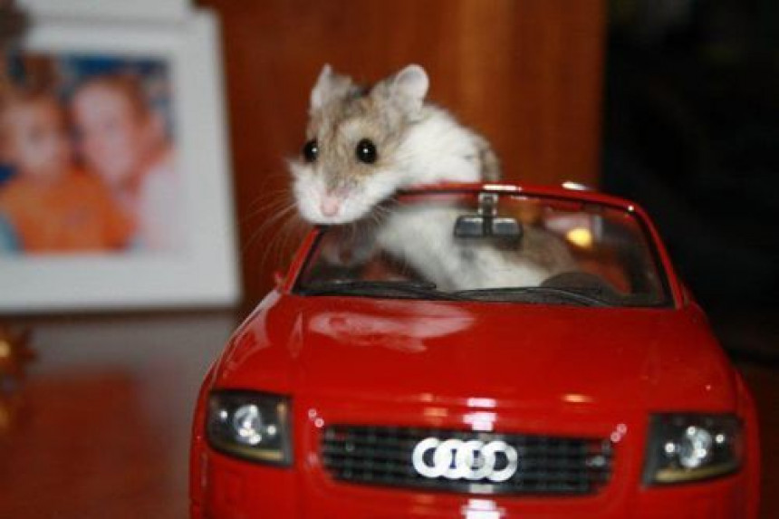 Топ-10 самых экстравагантных автомобилей: От крысы на колесах до шезлонга с мотором!